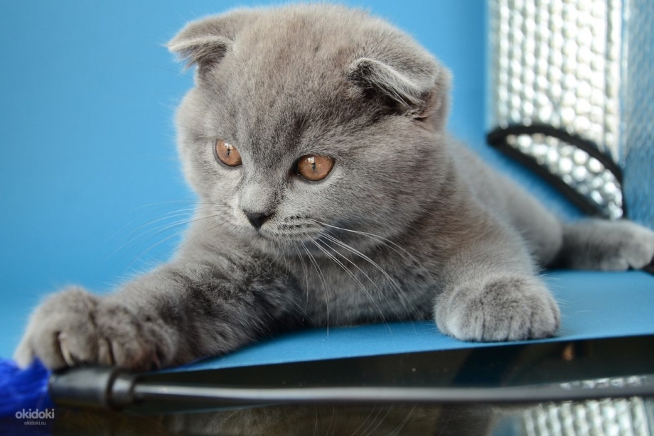 Коты Шотландские вислоухие котята