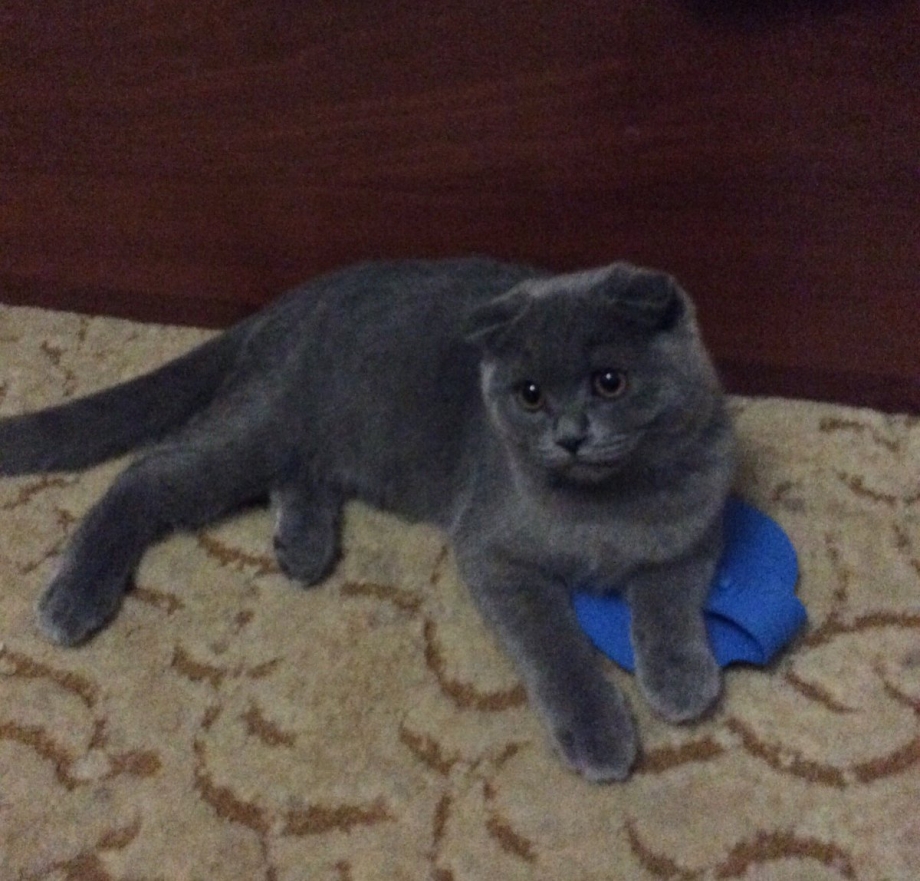 Вислоухие котята шотландцы 4 месяца