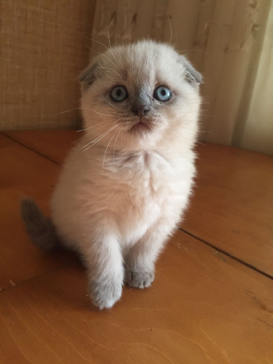 Шотландский вислоухий котенок 2 месяца