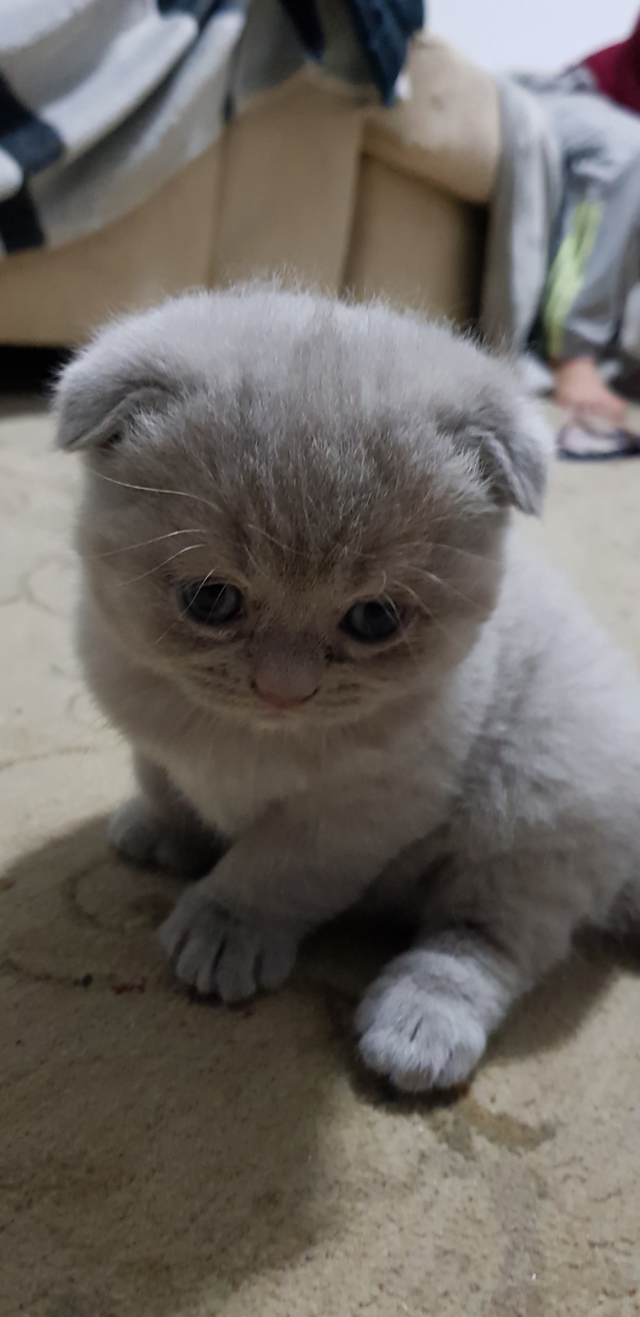Скоттиш фолд котенок 1 месяца