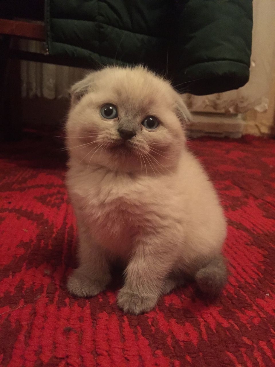 Скоттиш-фолд Шотландская котенок 1 месяц
