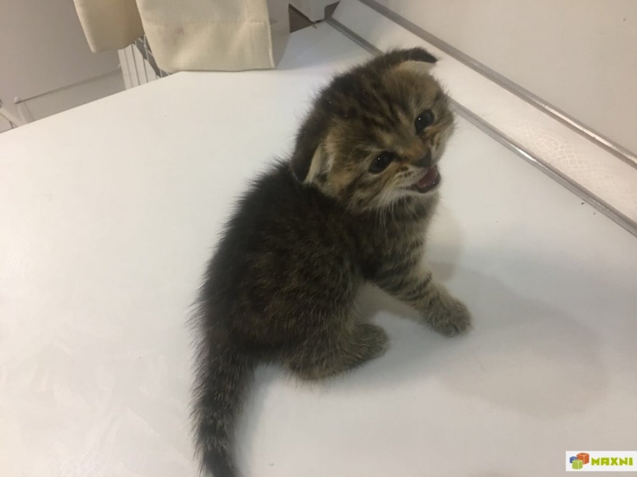 Скоттиш фолд котенок 1 месяца
