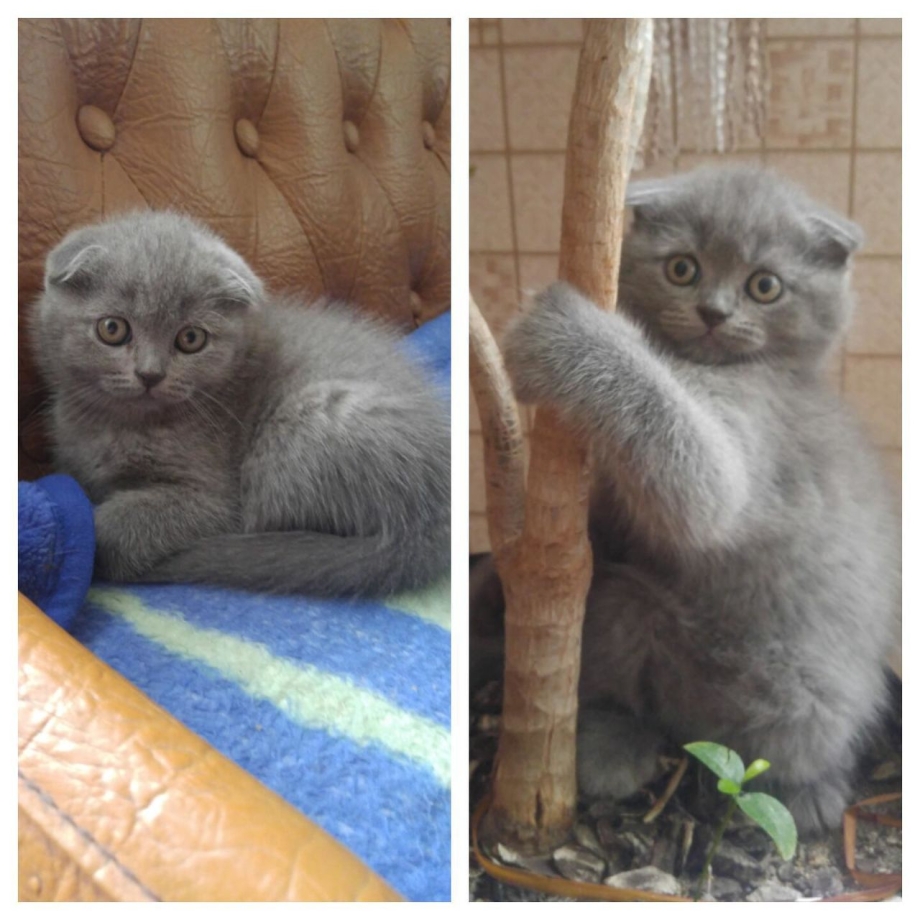 Чистокровные вислоухие Шотландские котята 1 месяц
