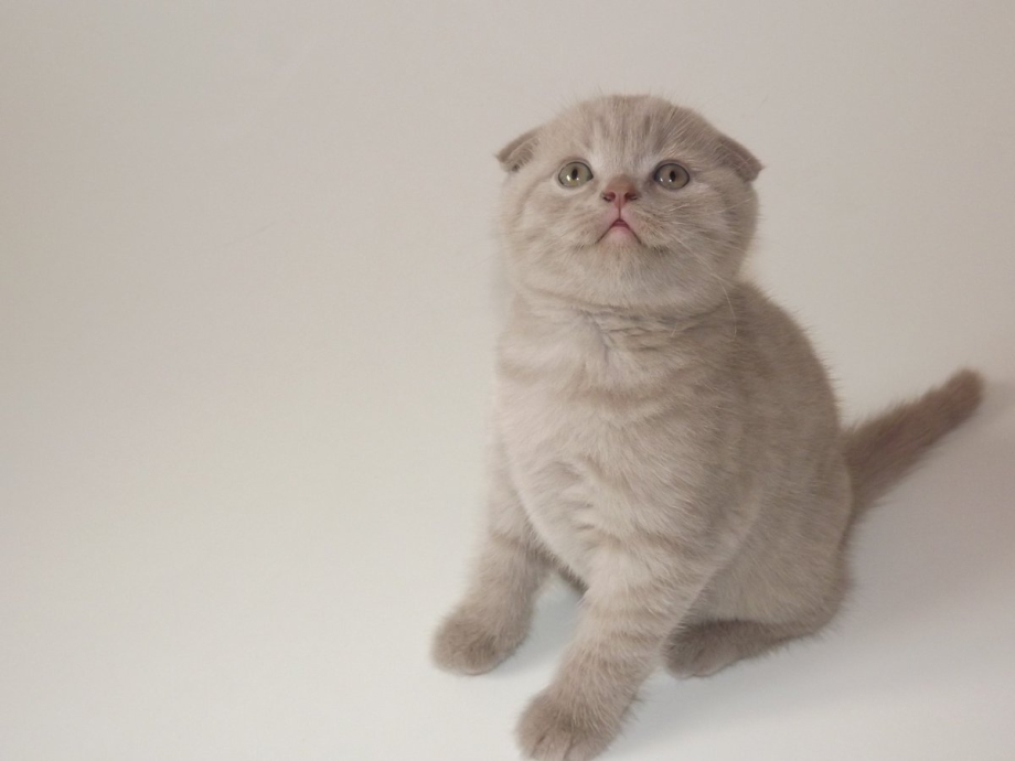 Шотландский вислоухий котенок 2 месяца