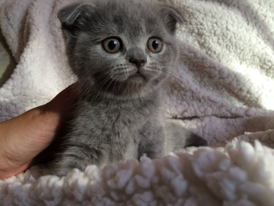 Британец вислоухий котенок полосатый