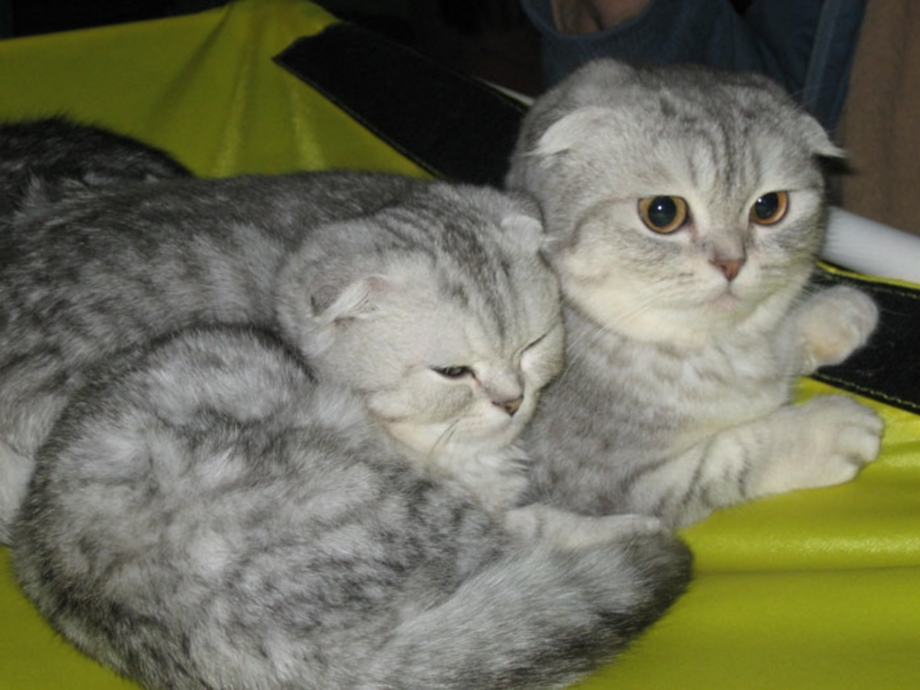 Шотландская вислоухая кошка 1 год