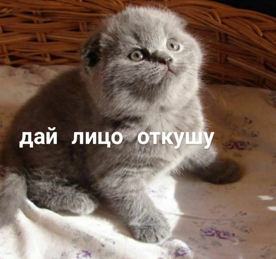 Шотландская вислоухая кошка 1 месяц