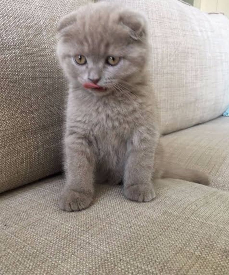 Вислоухий котёнок шотландский Джои
