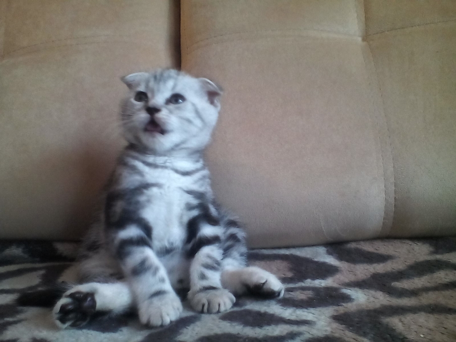 Котёнок шотландский вислоухий в 3 месяца