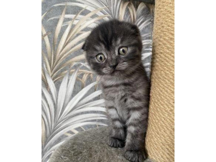 Шотландский вислоухий котенок серый 1 месяц