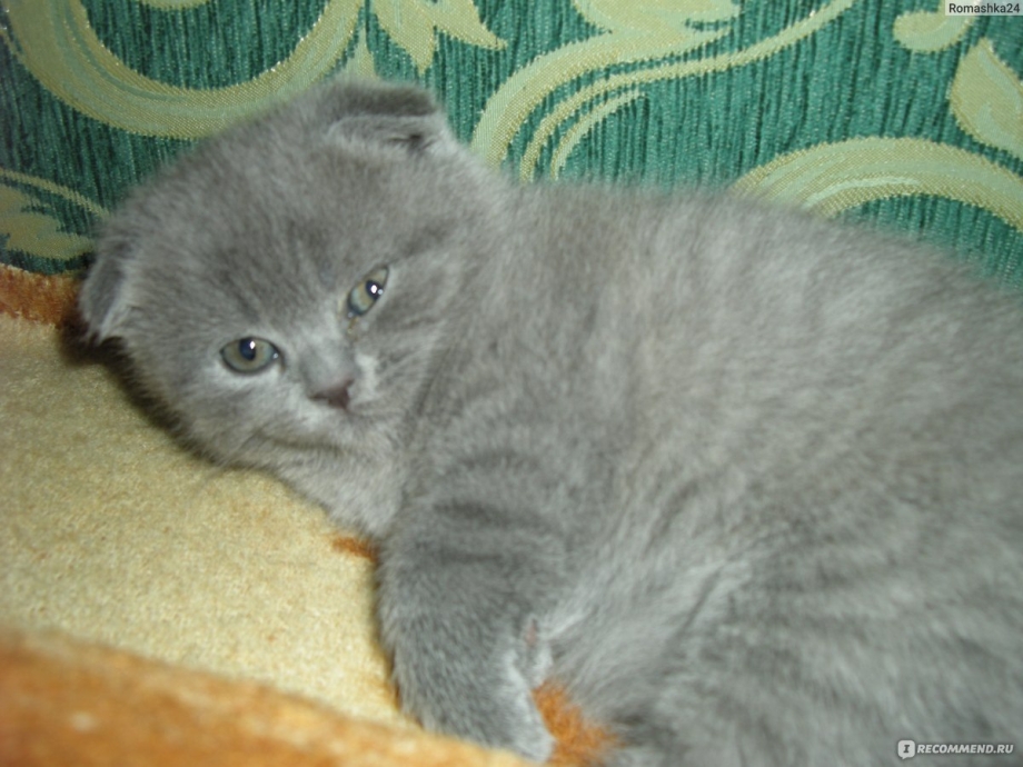 Месячные котята вислоухие