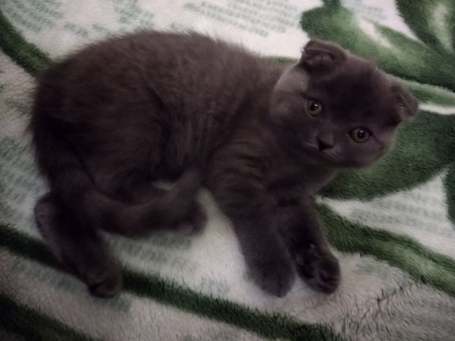 Вислоухие британцы котята 2 месяца