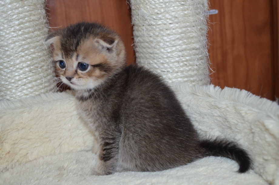 Шотландский вислоухий котенок 2 месяца