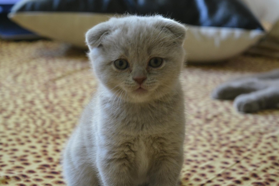 Американские вислоухие котята