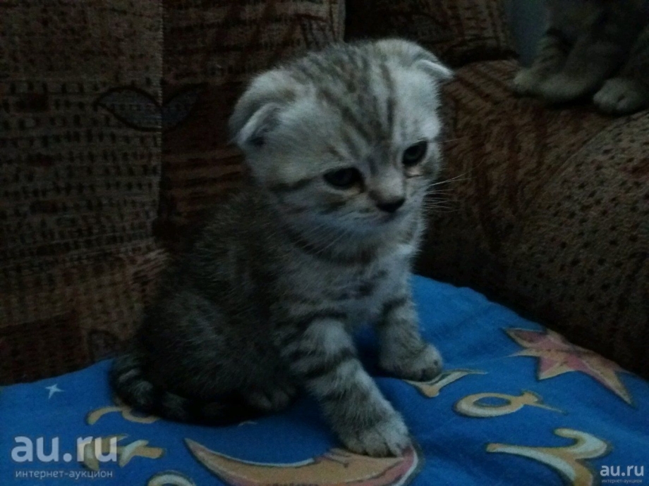 Котята 1 месяц британские вислоухие