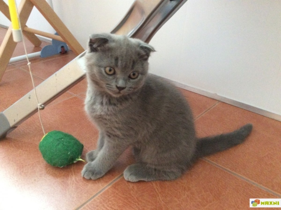 Котенок вислоухий шотландец 3 месяца
