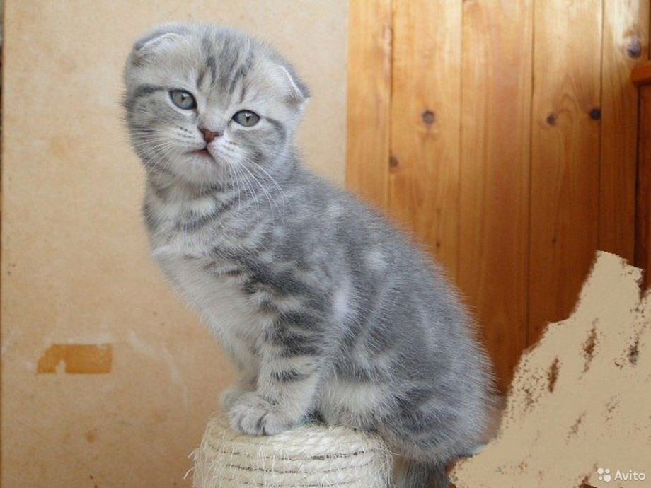Скотишфолд страйт котята