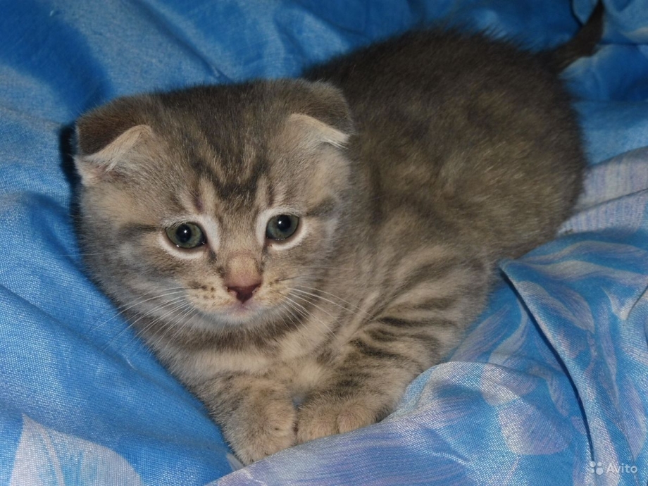 Скоттиш фолд 1.5 месяца