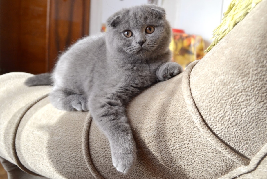 Шотландский кот вислоухий 3 месяца