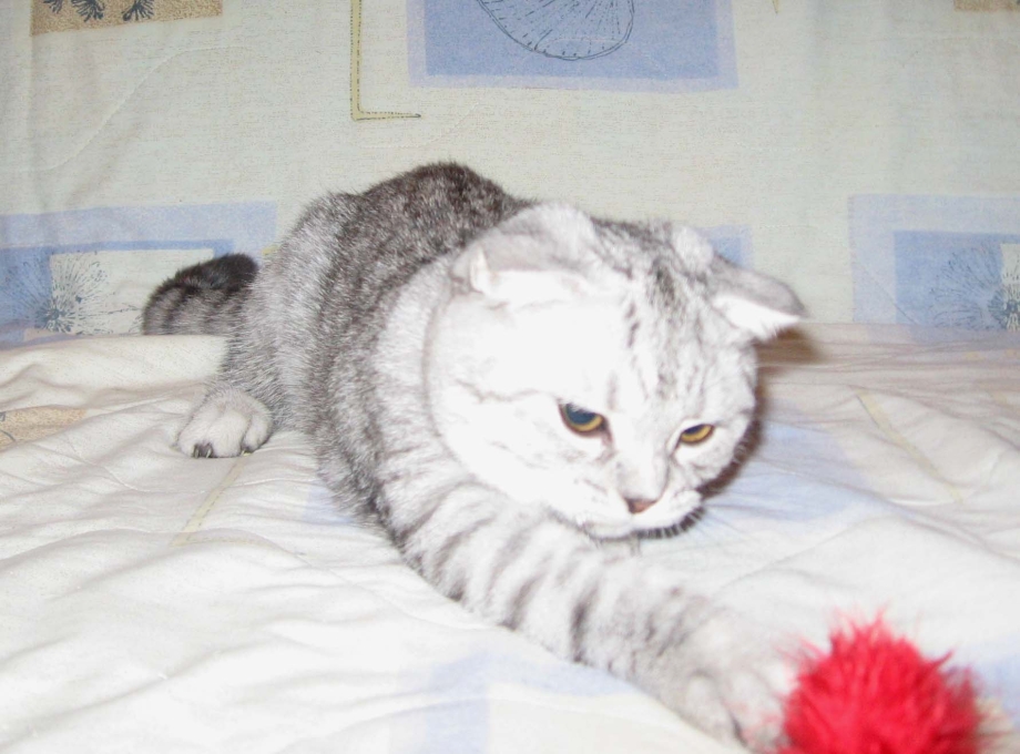 Скоттиш фолд 5 месяцев