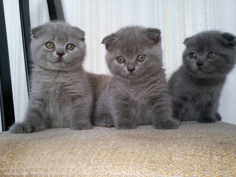 Британские короткошерстные вислоухие котята