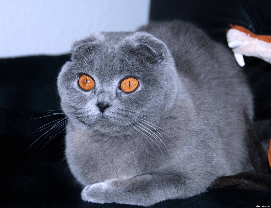 Скоттиш фолд 8 месяцев