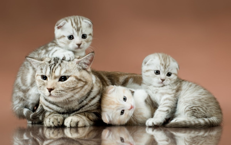 Скоттиш фолд и скоттиш страйт