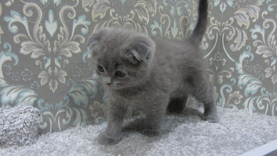 Британский вислоухий котенок 2 месяца