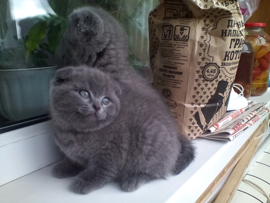 Шотландская кошка прямоухая и вислоухая