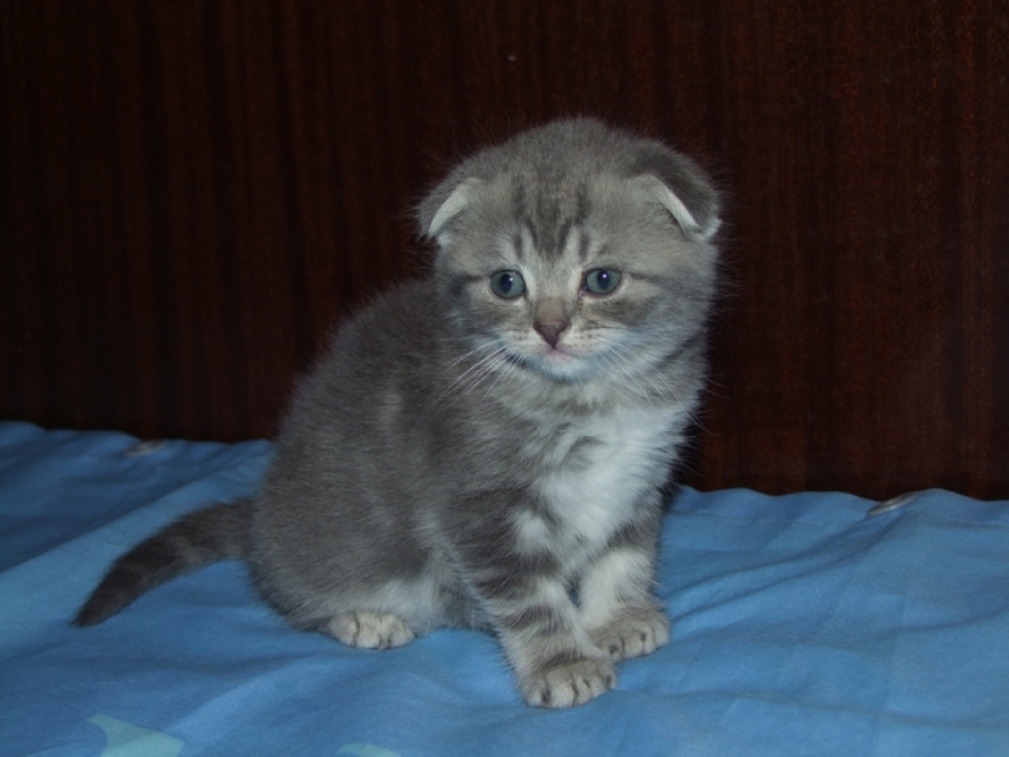 Котенок вислоухий серенький шотландский
