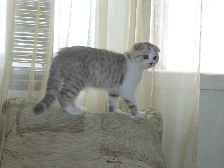 3 Месячный котенок шотландский вислоухий