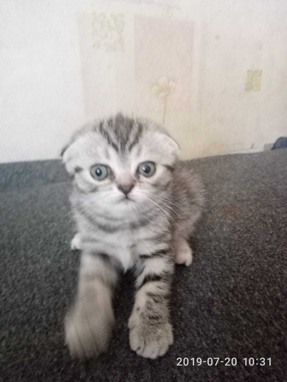 Вислоухие котята 3 месяца