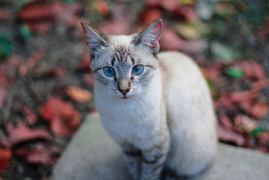 Кот породы Охос азулес