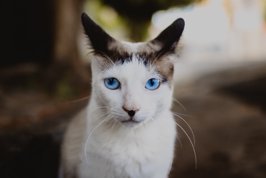 Светлая кошка с голубыми глазами