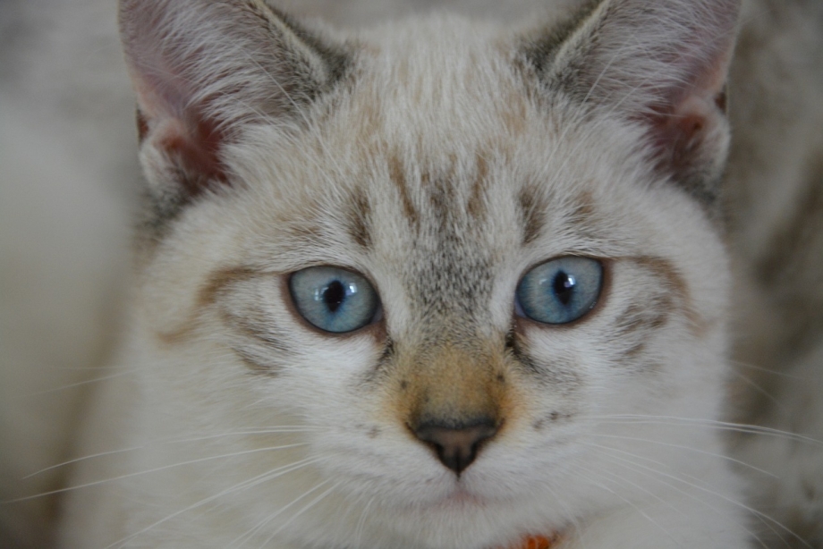 Тайская кошка косоглазая