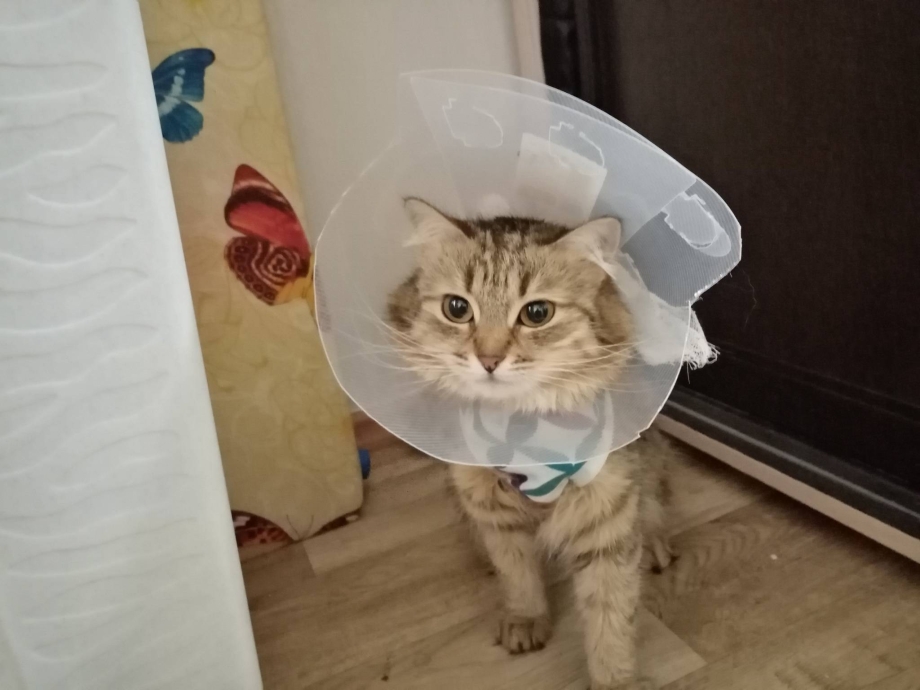 Попона для кота после кастрации