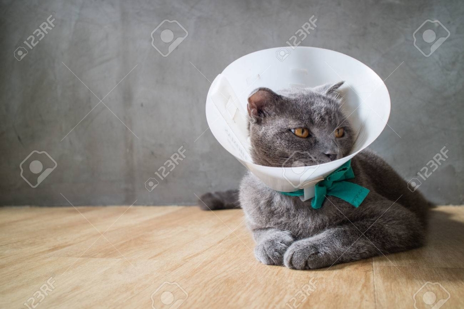 Воротник для котов