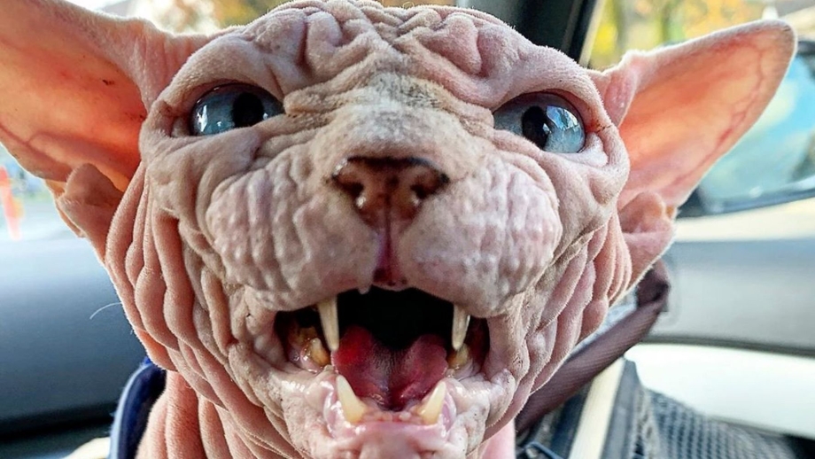 Самые страшные коты в мире