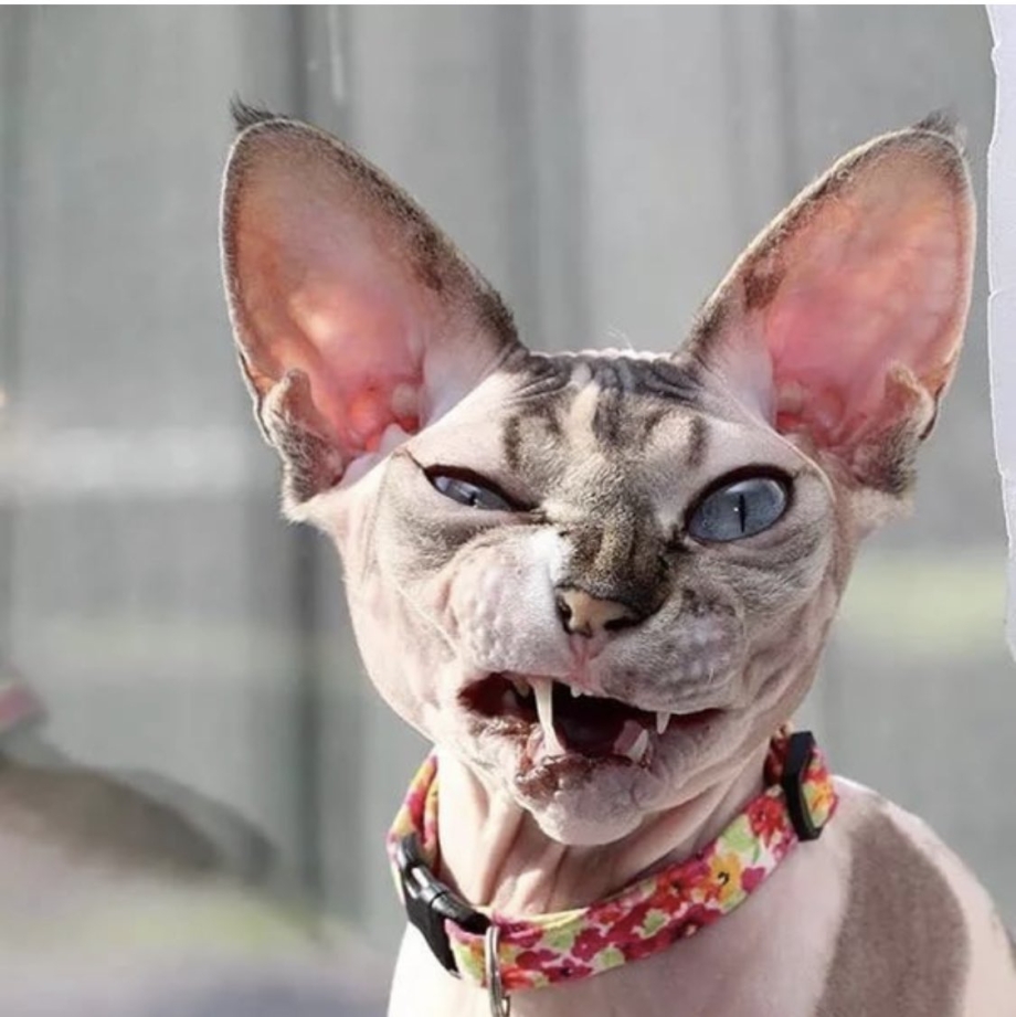 Страшный кот