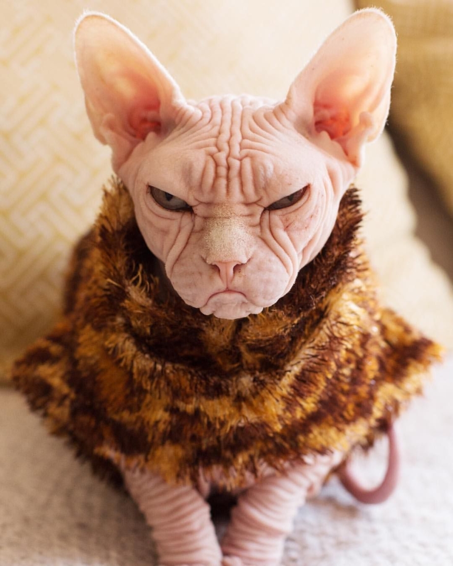 Страшные кошки