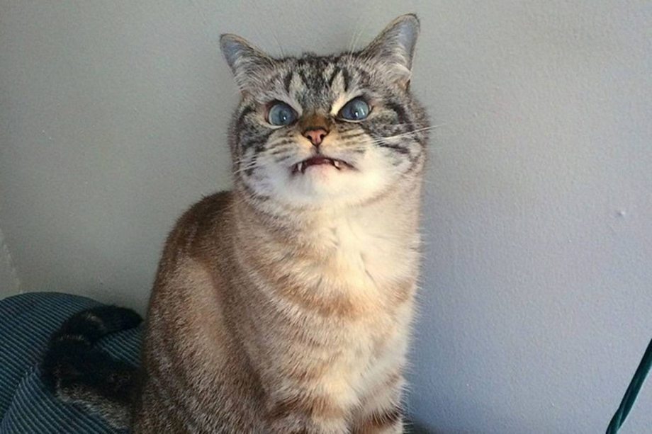 Злой кот юмор