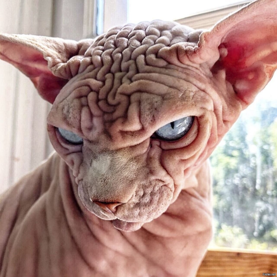 Злобный сфинкс кот сфинкс