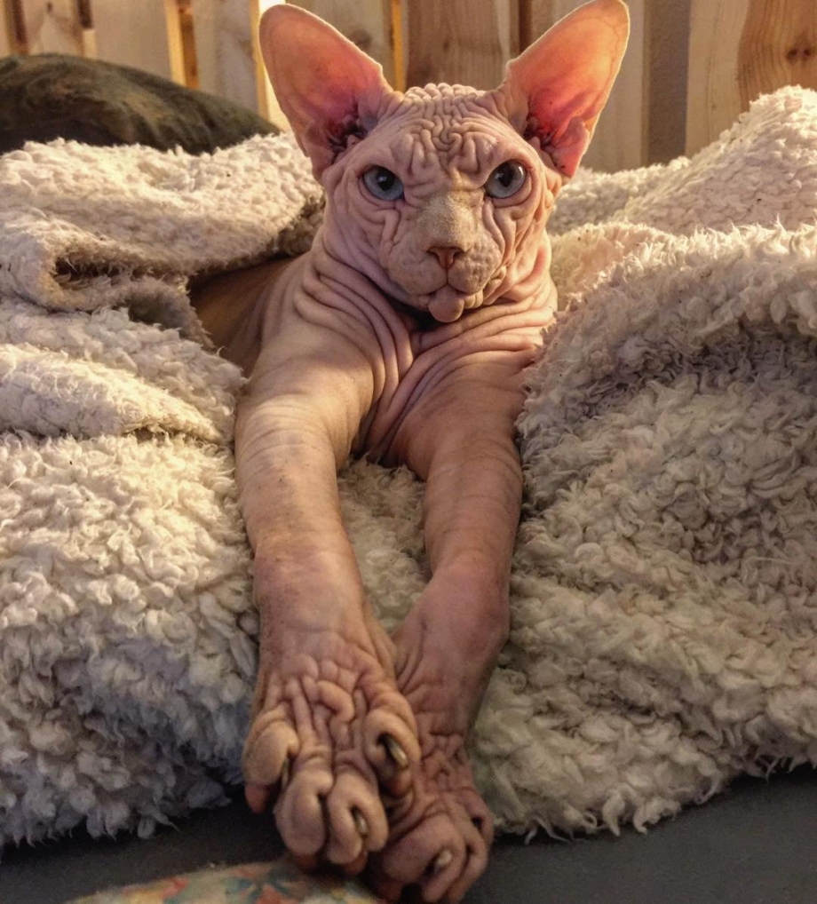 Жирные коты