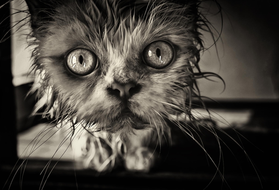 Брезгливая кошка