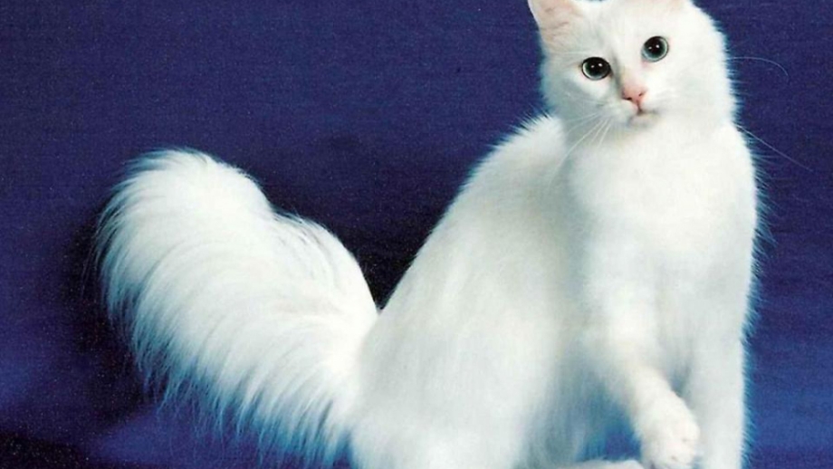 Турецкая ангора кошка