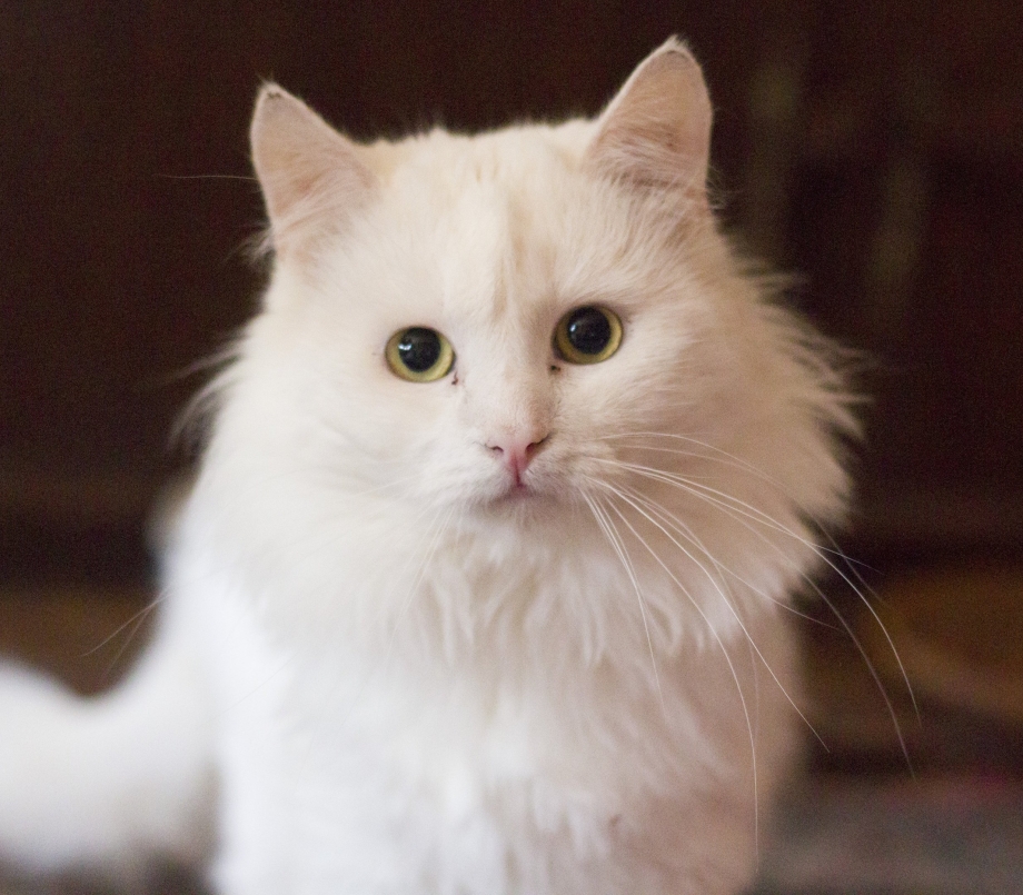 Сибирская ангорская кошка
