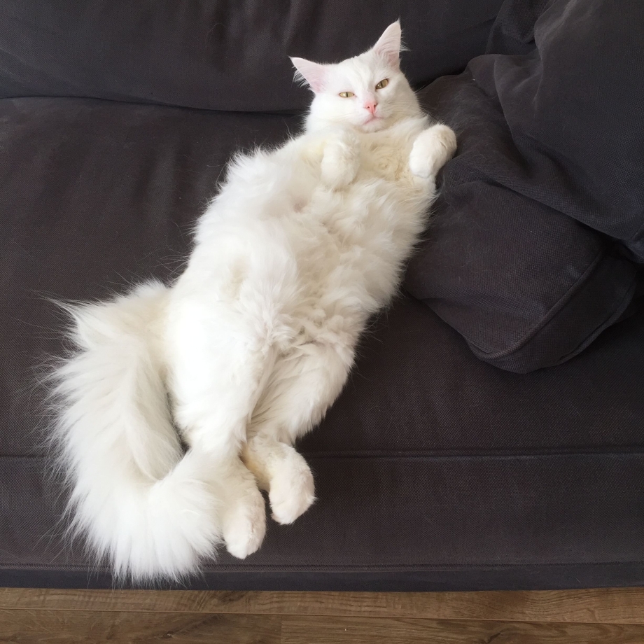 Турецкая Ванская кошка
