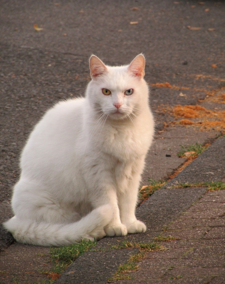Белые пушистые коты