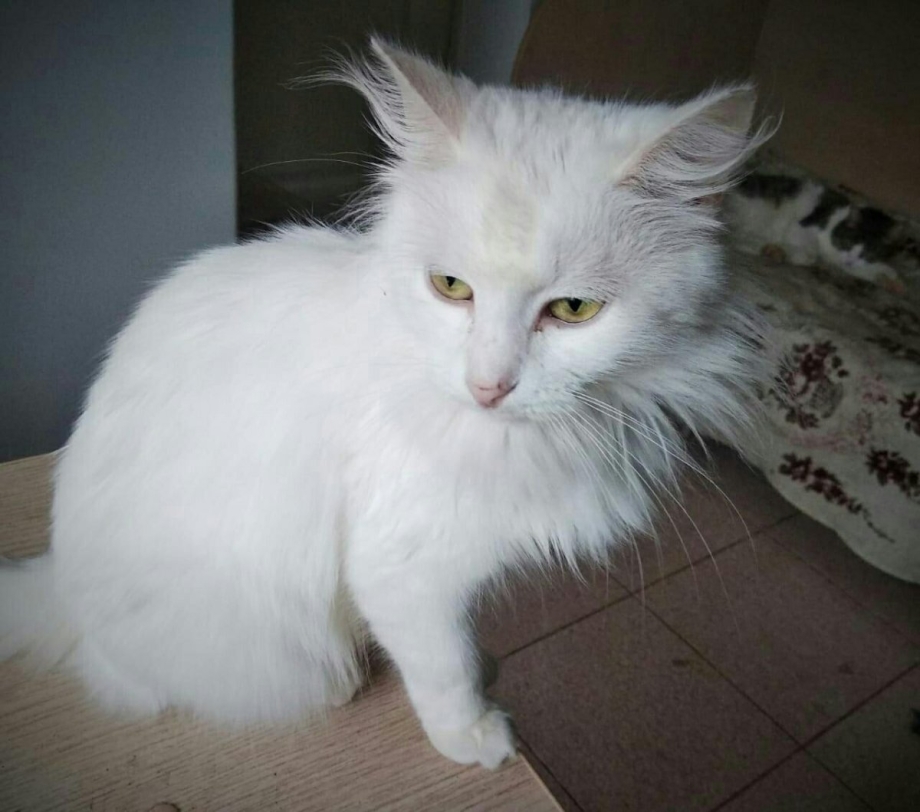 Турецкая ангора кошка