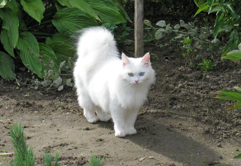 Тибетский Ангор кот